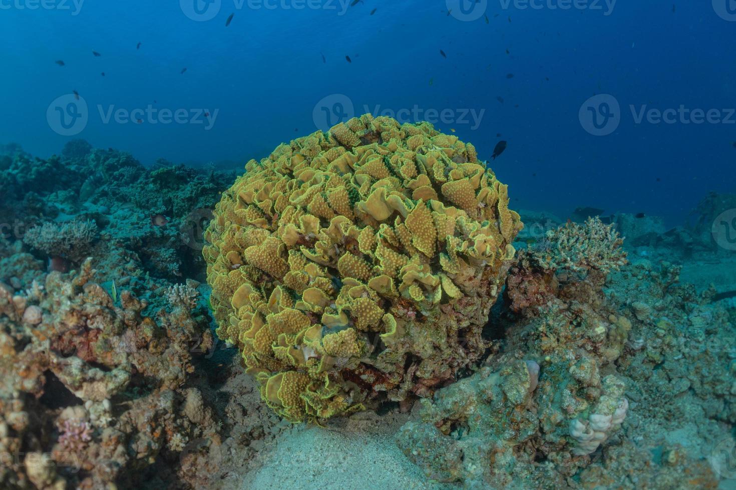 récif de corail et plantes aquatiques dans la mer rouge, eilat israël photo