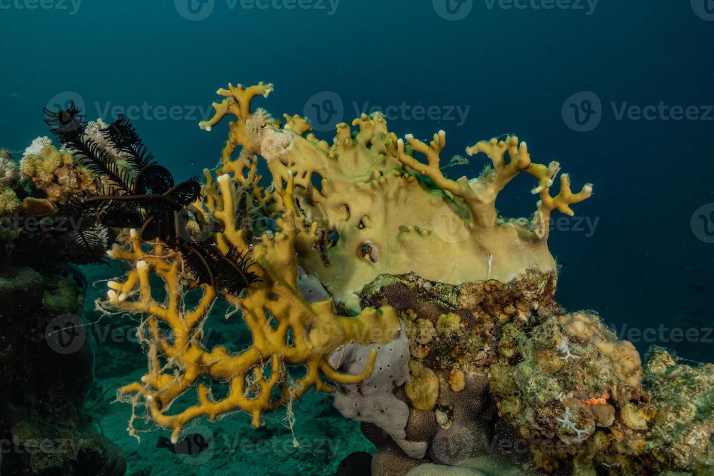 récif de corail et plantes aquatiques dans la mer rouge, eilat israël photo