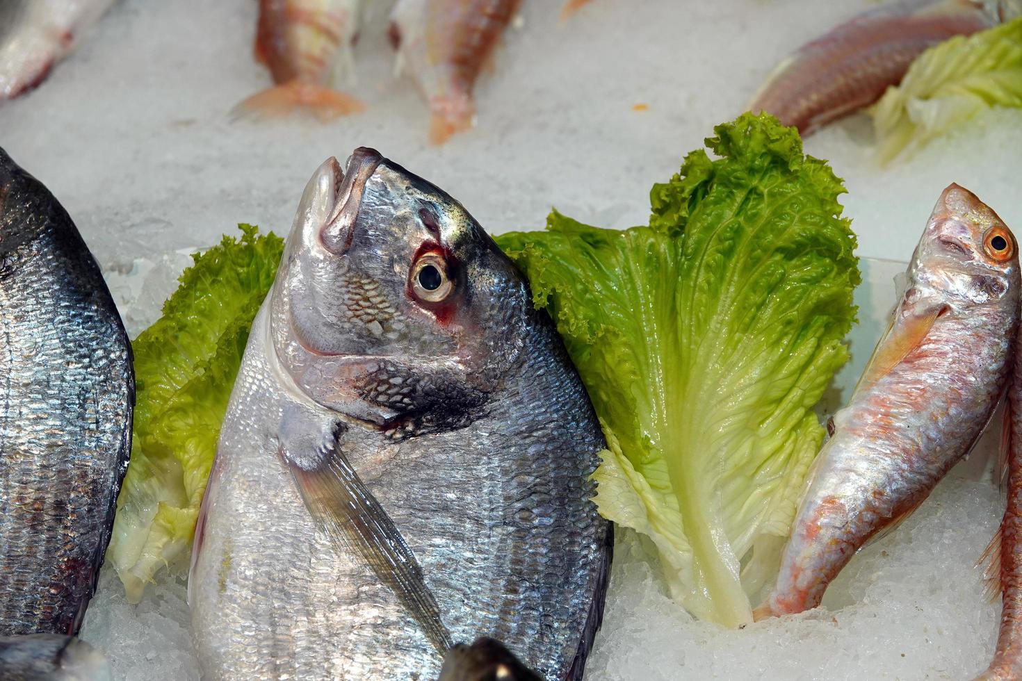 nourriture de poisson cru sur glace photo