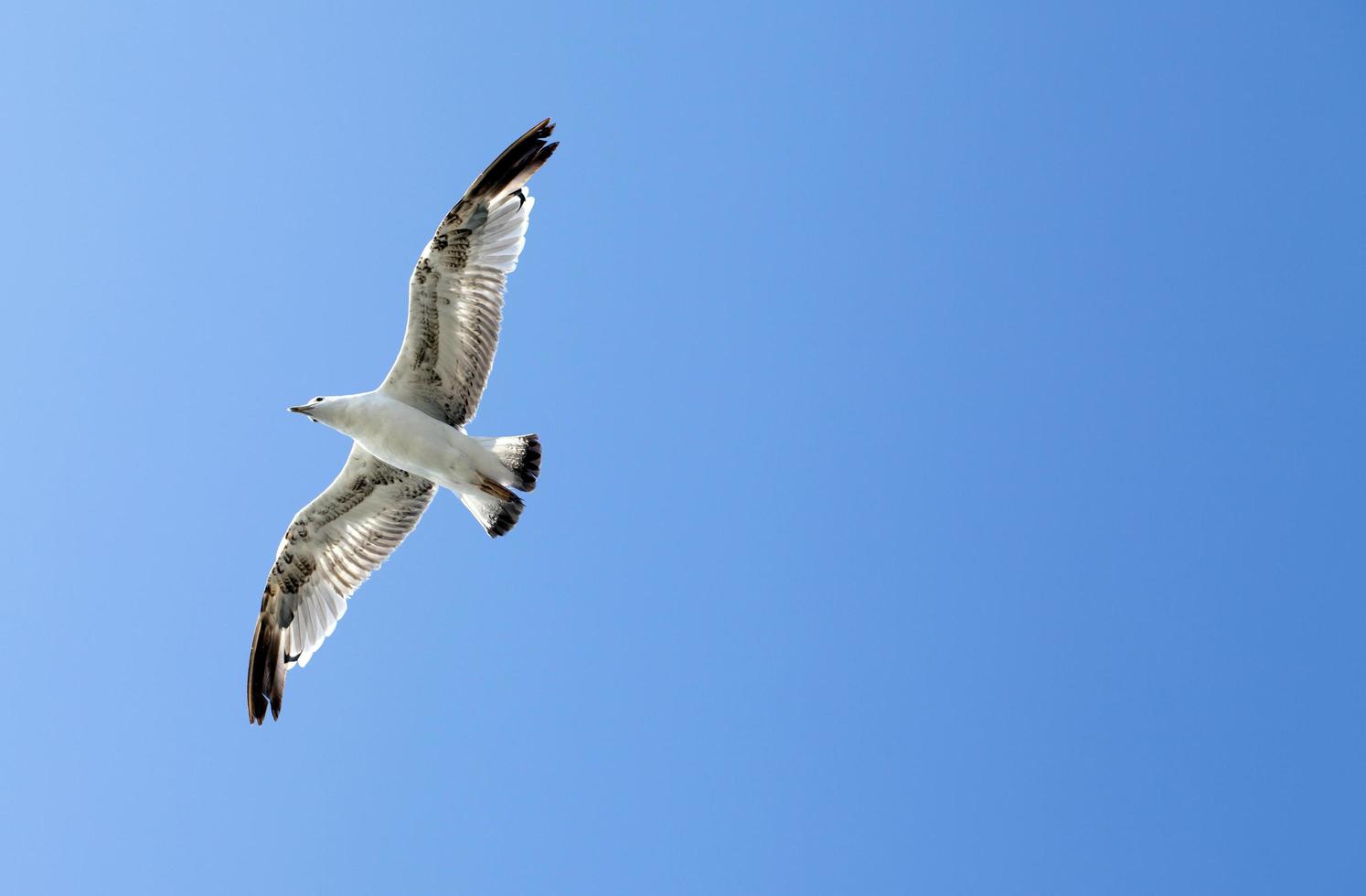 animal oiseau mouette volant sur le ciel photo