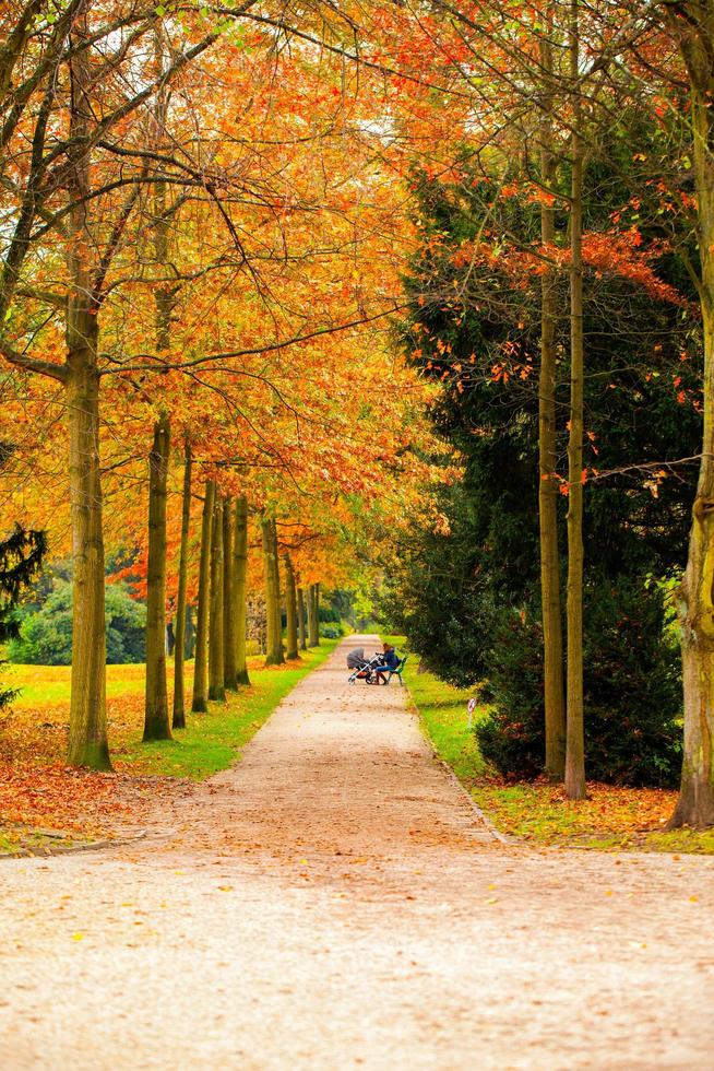 arbres saisonniers et routes nature verte dans le parc photo