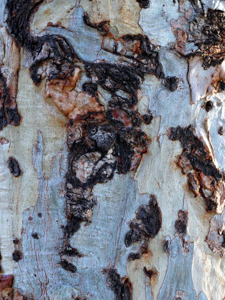 tronc d'écorce de bois d'arbre naturel photo