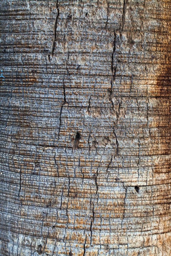 tronc d'écorce de bois d'arbre naturel photo