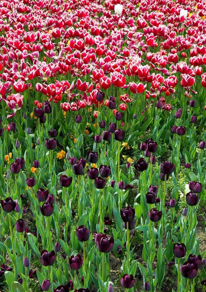 tulipes colorées de fleurs de printemps florales photo