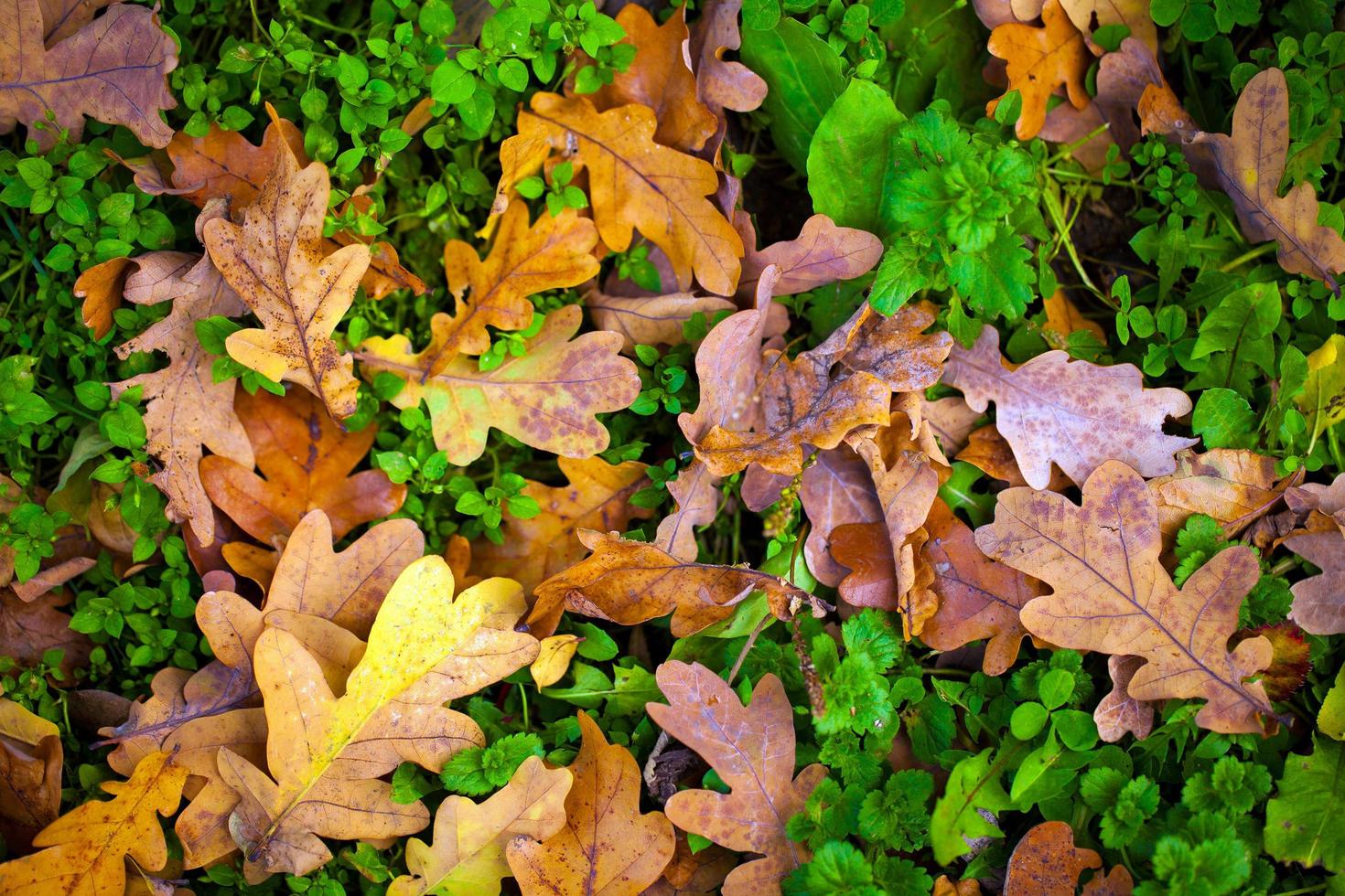 automne automne feuilles sèches concept de flore saisonnière photo