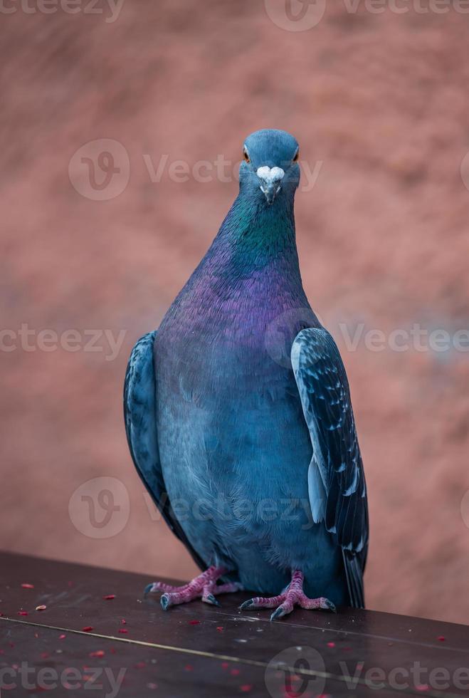 le pigeon de la ville est assis sur le tableau en arrière-plan photo