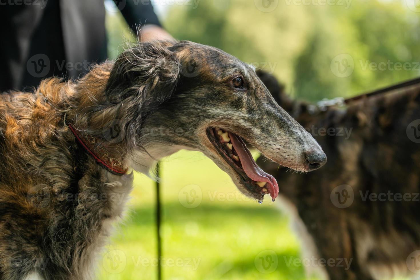 un chien lévrier se tient à côté d'un homme. photo