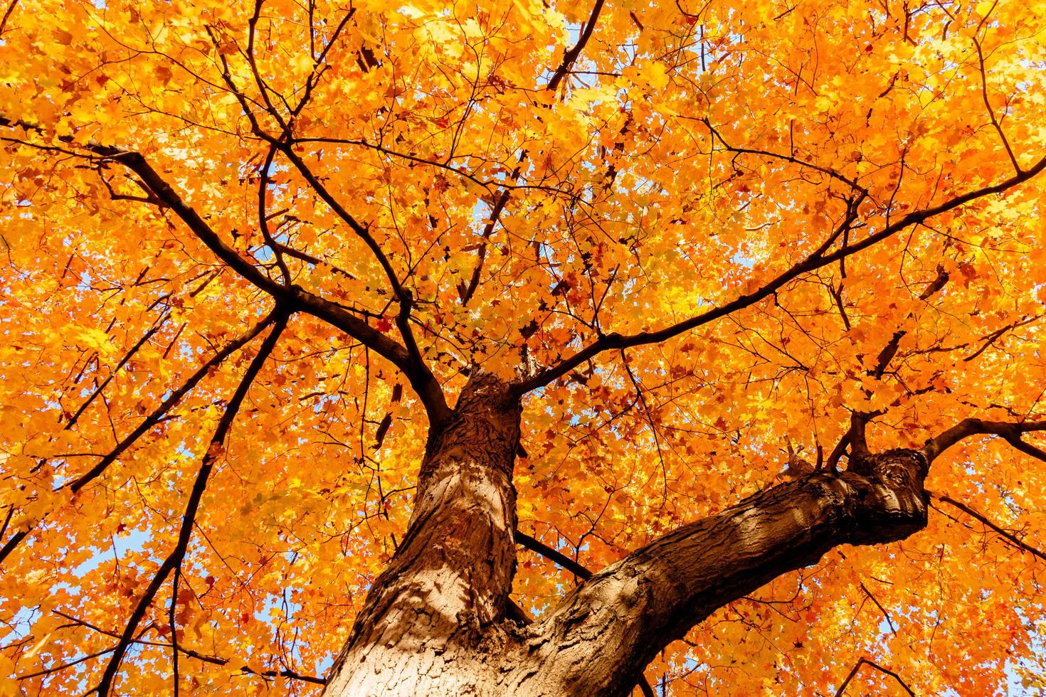 feuilles et branches jaunes en automne photo