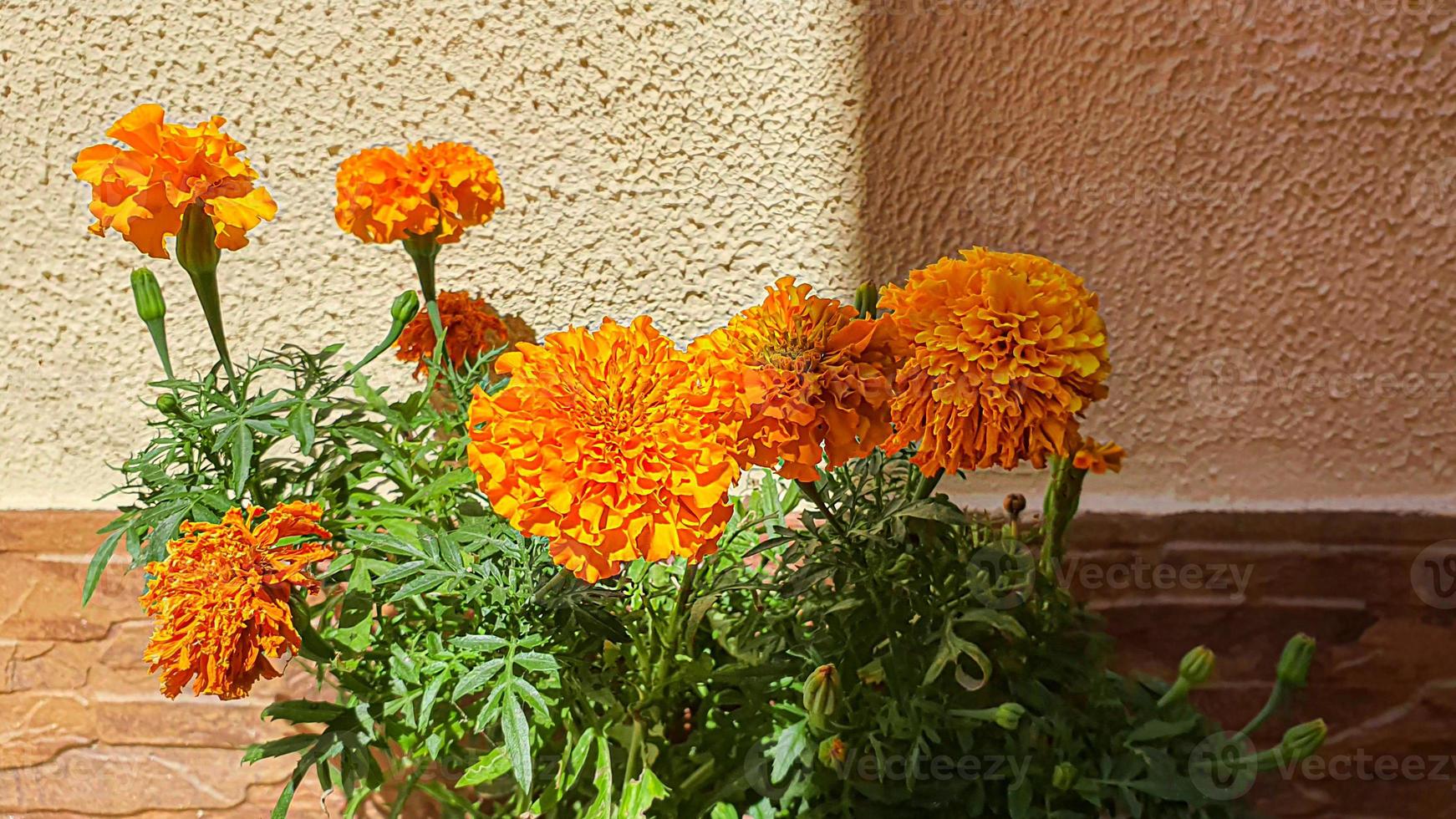 plantes sur fond de pierre. branches aux feuilles vertes, fleurs. photo