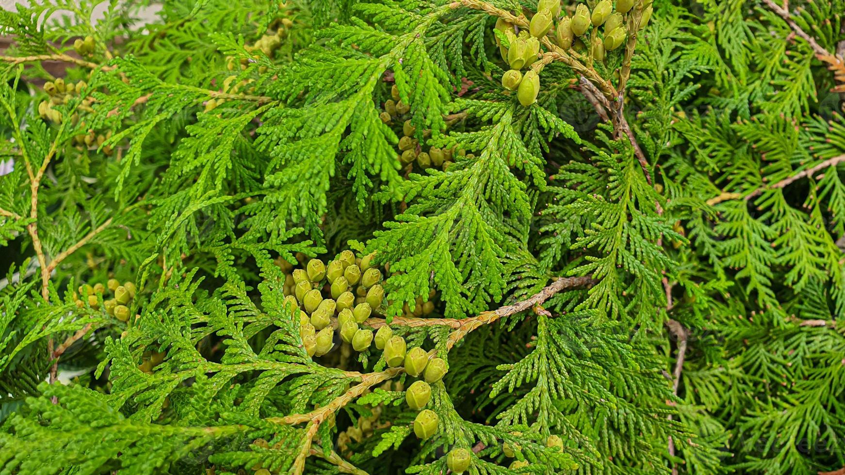 plantes sur fond de pierre. branches aux feuilles vertes, fleurs. photo