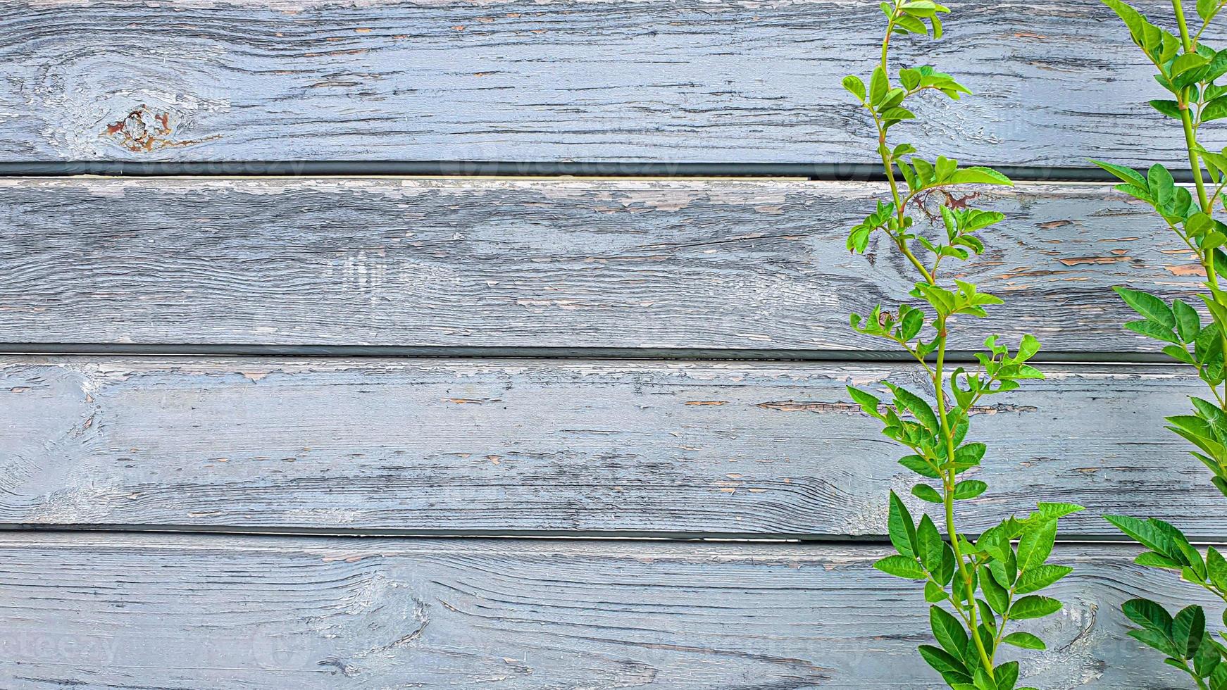 plantes sur fond de pierre. branches aux feuilles vertes, fleurs. photo