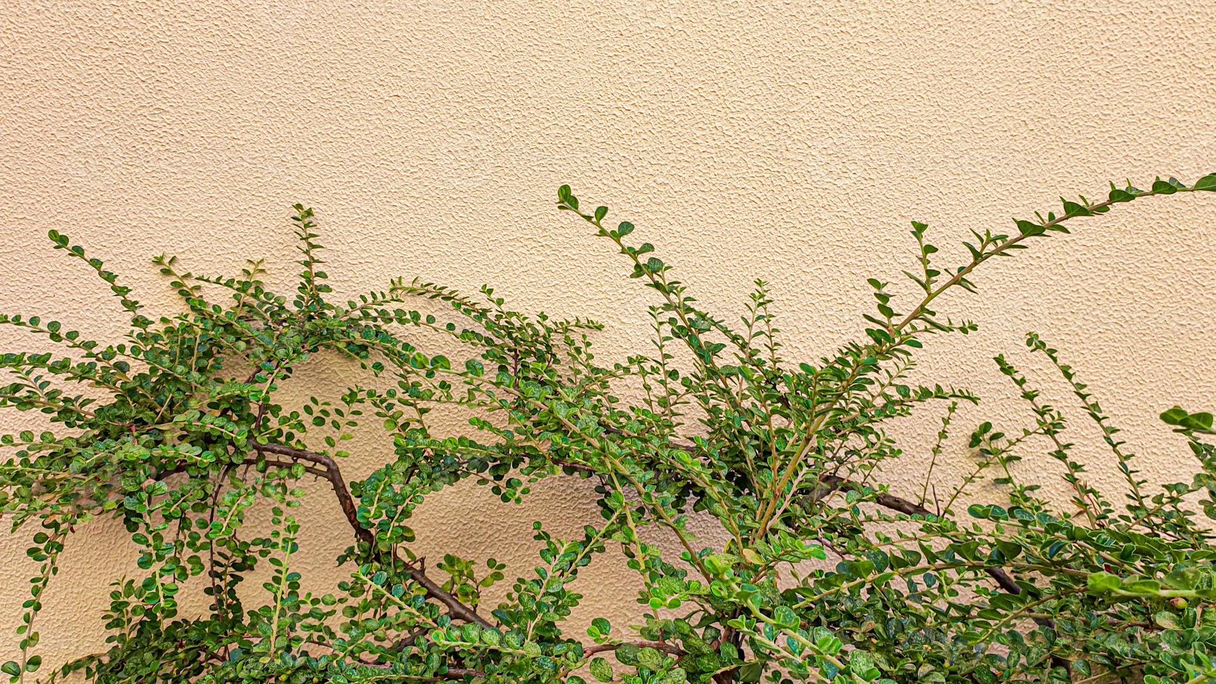 plantes sur fond de pierre. branches aux feuilles vertes, fleurs. photo