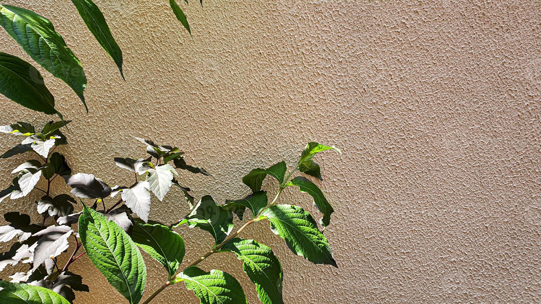 plantes sur fond de pierre. branches aux feuilles vertes, fleurs. photo