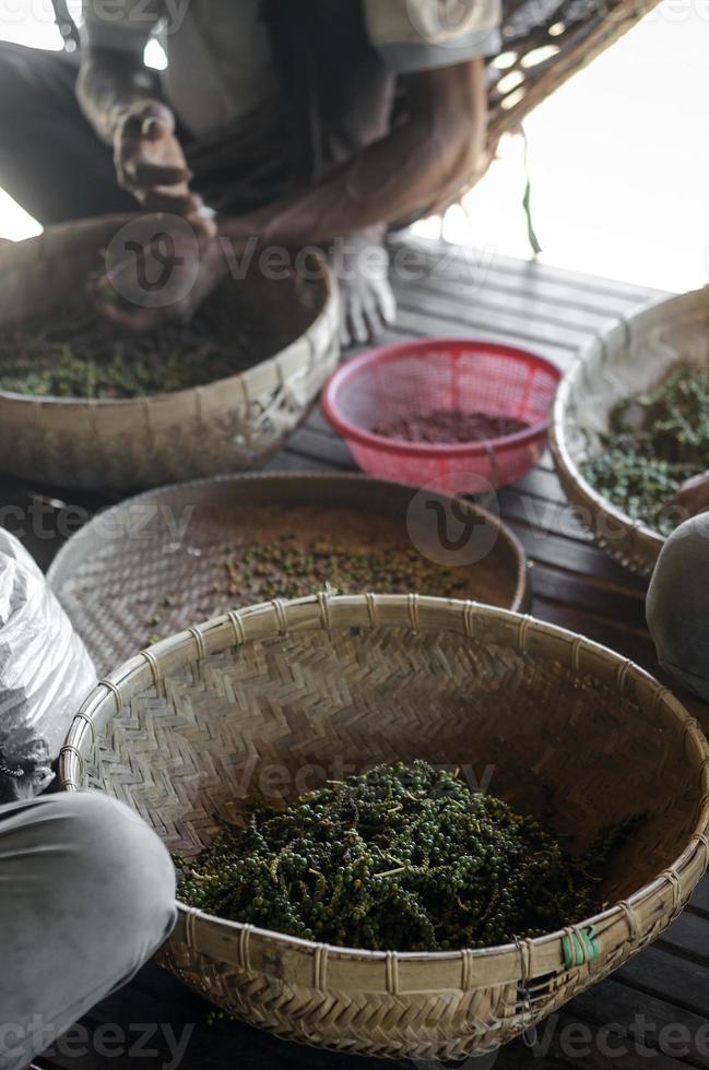 Travailleurs agricoles triant et sélectionnant des grains de poivre de poivre frais sur une plantation à Kampot au Cambodge photo