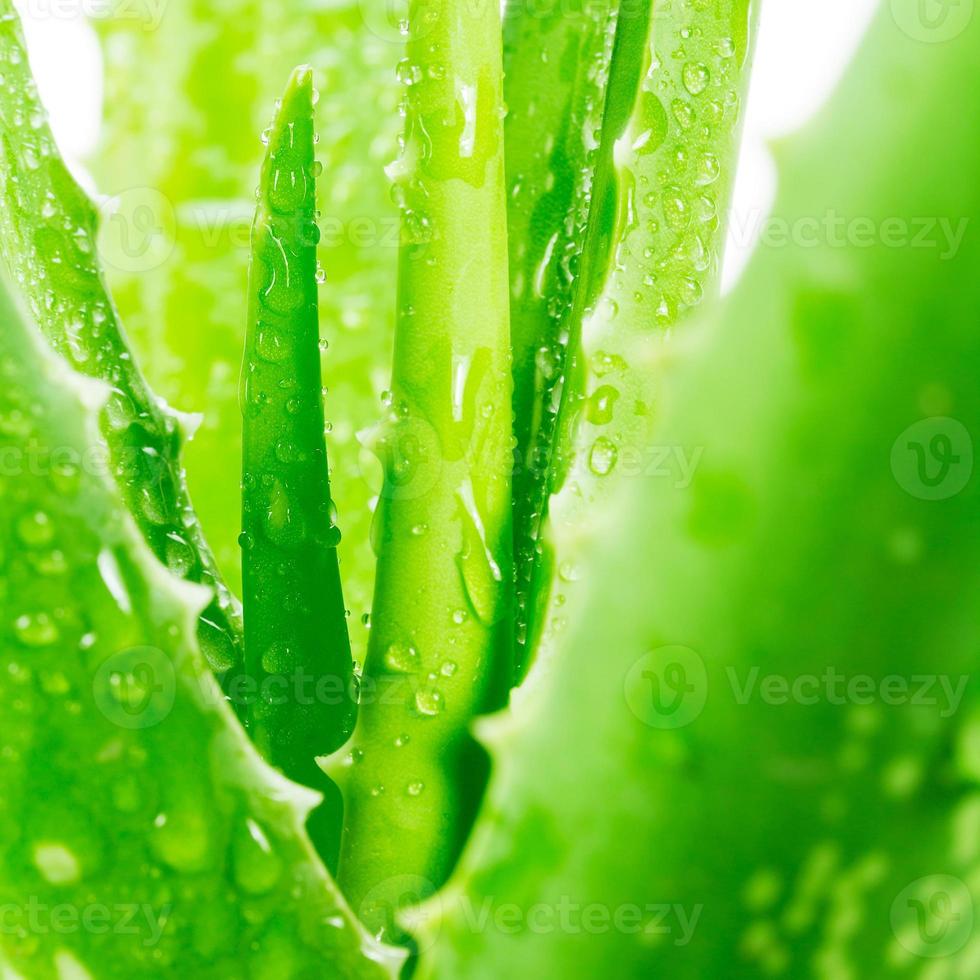 aloe vera sur fond blanc photo