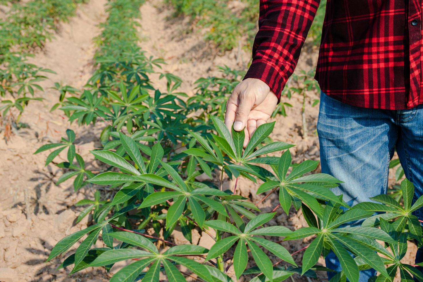 agriculteurs asiatiques marchant autour de la croissance du manioc photo