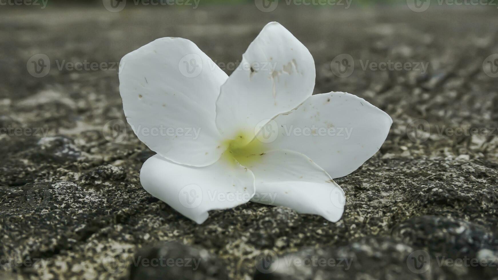 frangipanier fleur sur ciment sol, doux mise au point, sélective concentrer photo