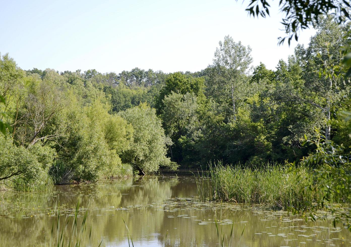 beau roseau de marais d'herbe poussant sur le réservoir à terre photo