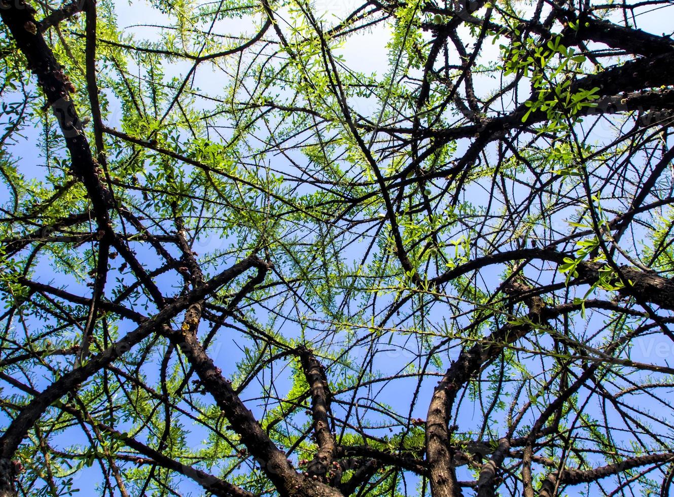 feuille et tronc de calebasse photo