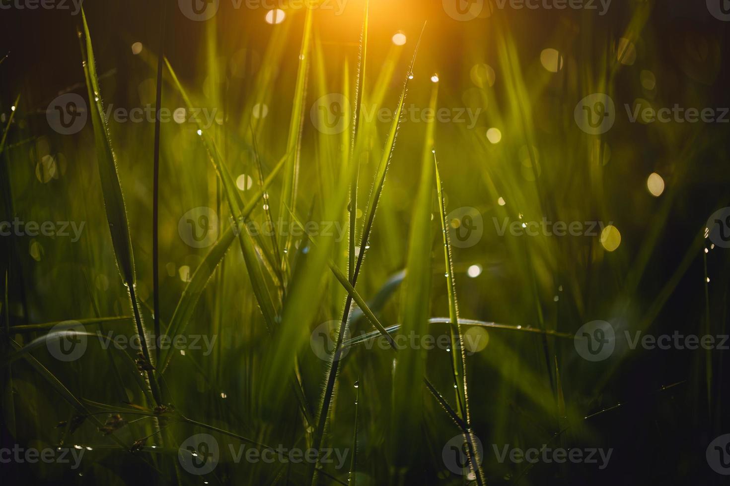 rosée sur fond de verdure d'herbe photo