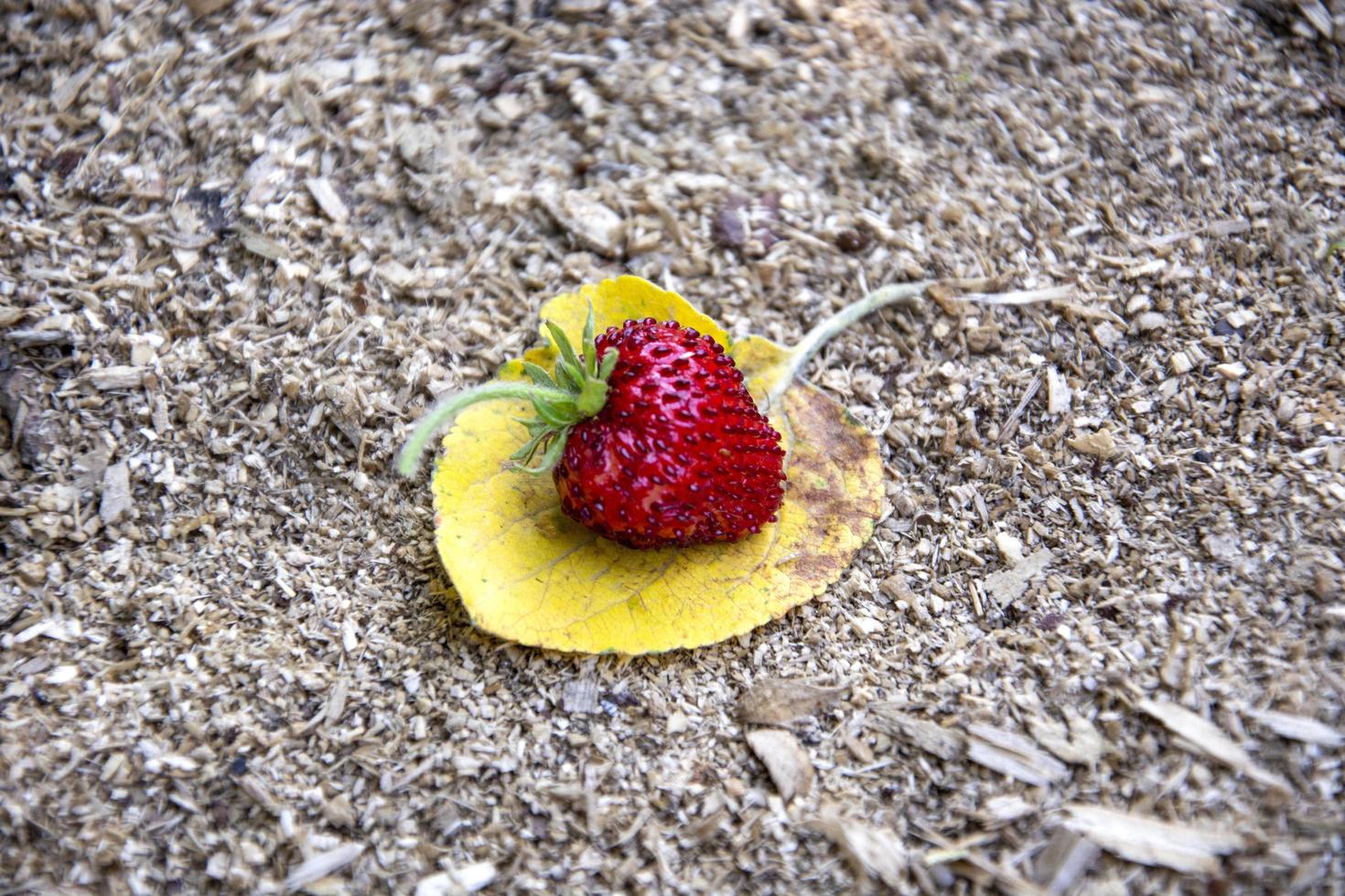 fraises mûres sur une feuille jaune photo