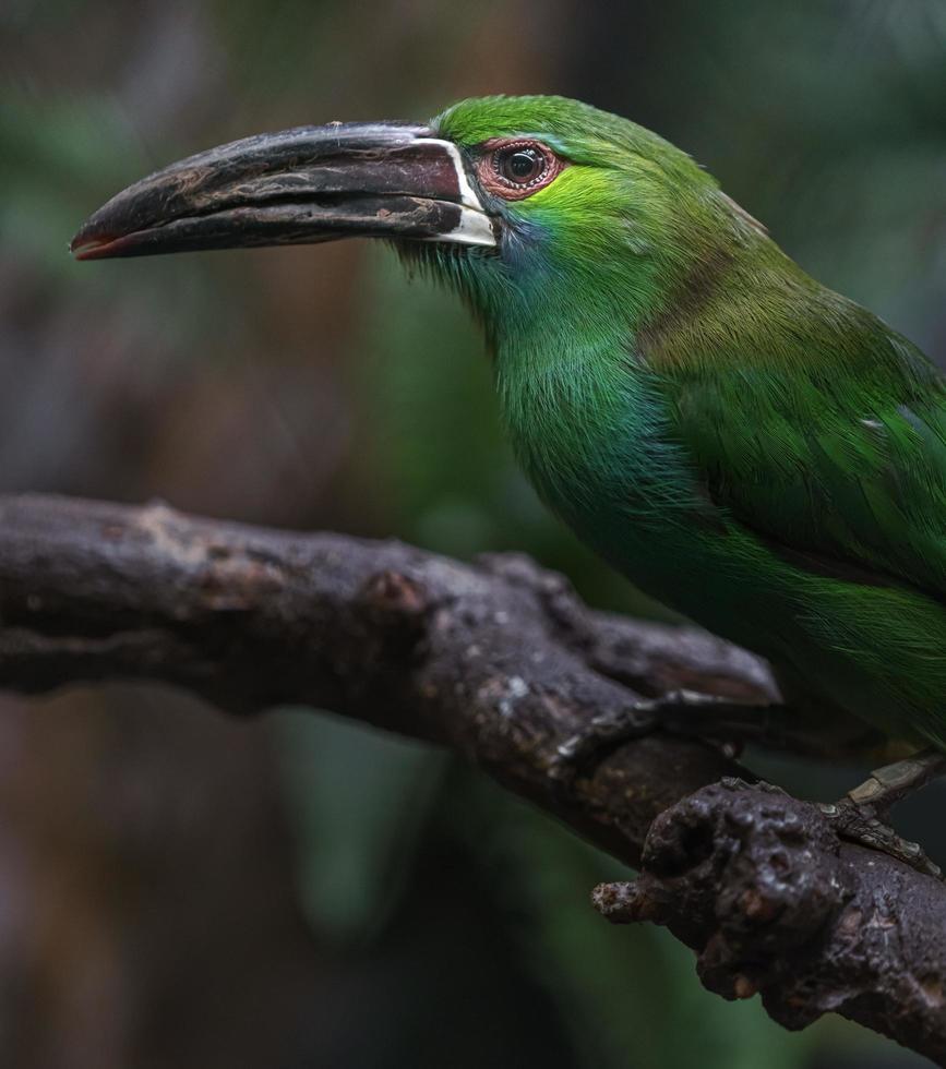 Toucanet cramoisi à croupion photo