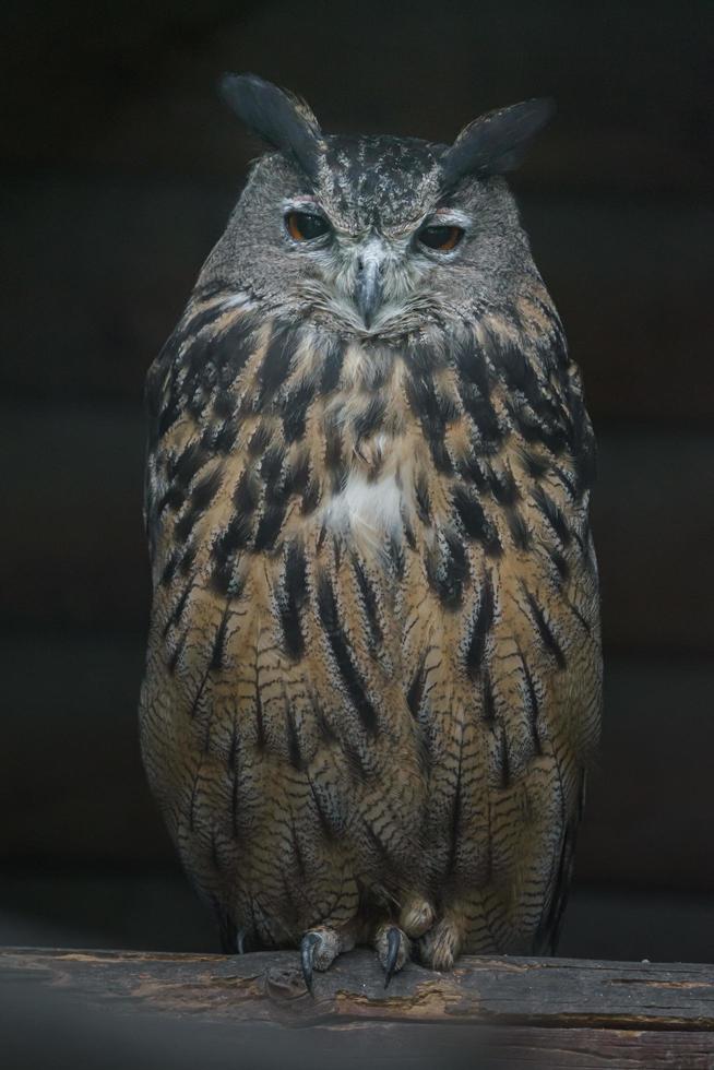 hibou grand-duc photo