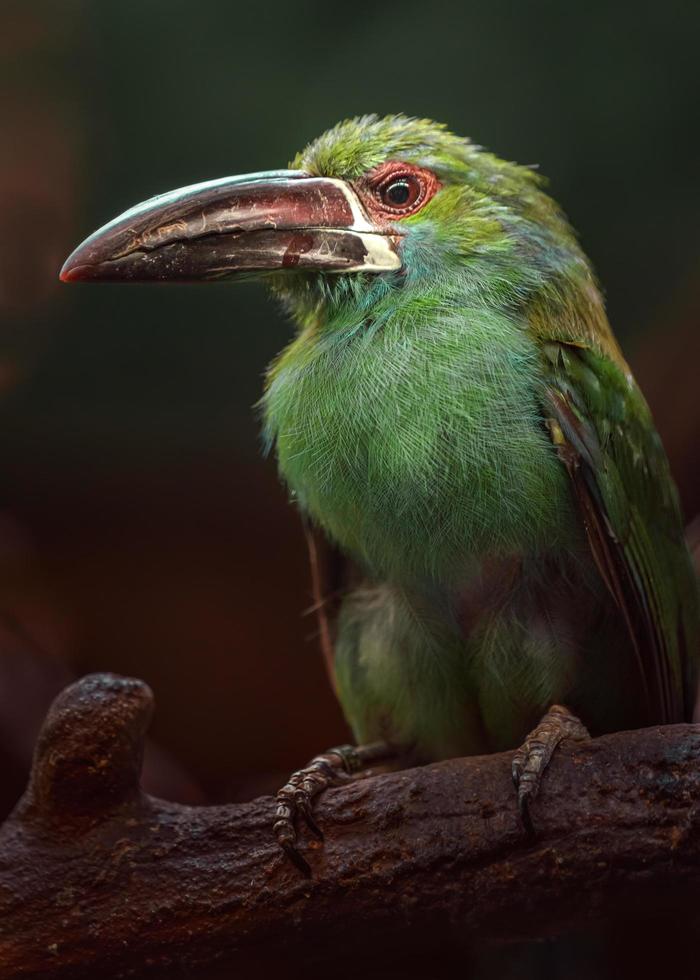 Toucanet cramoisi à croupion photo