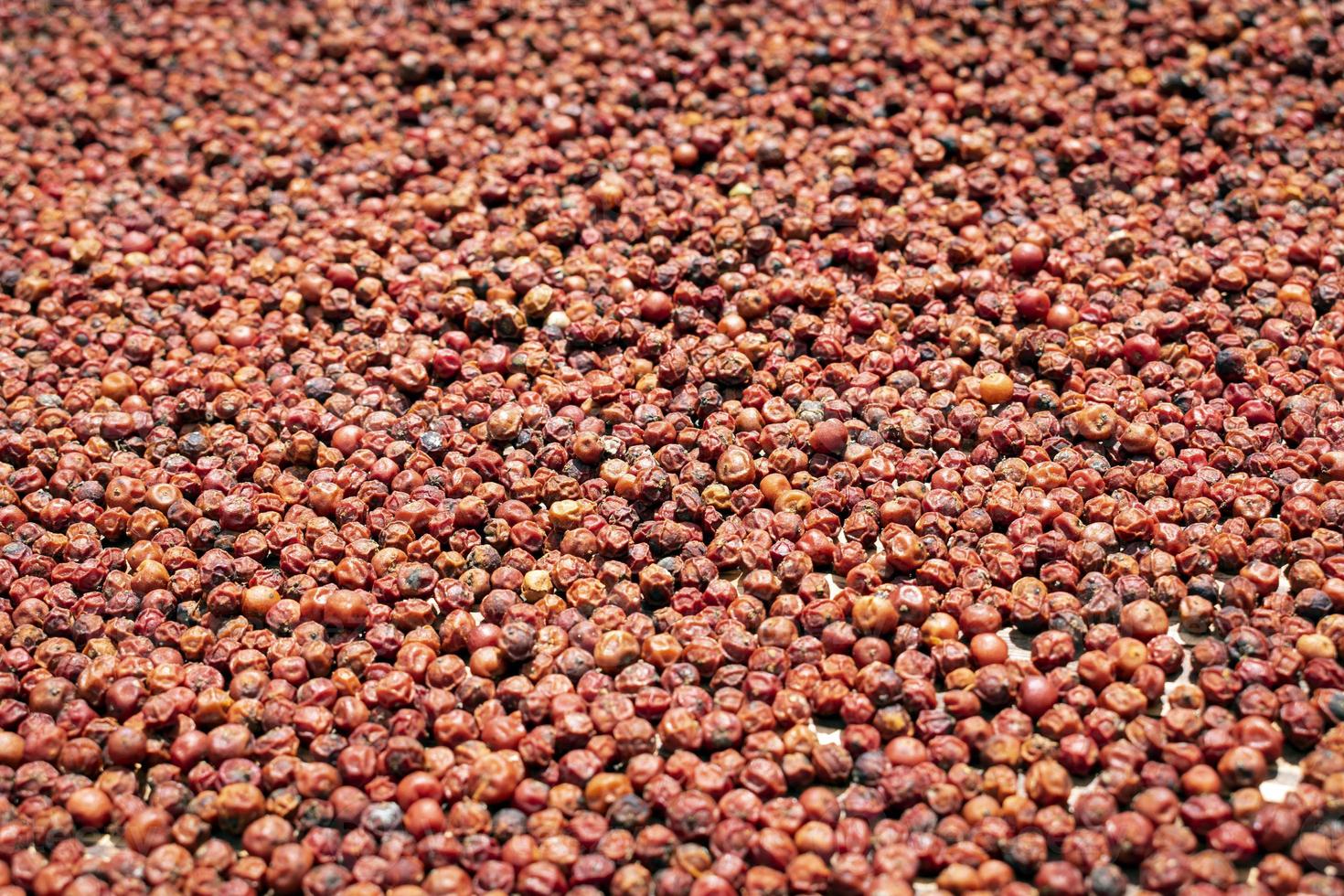 beaucoup de grains de poivre rouge asiatique séchant au soleil image d'arrière-plan photo