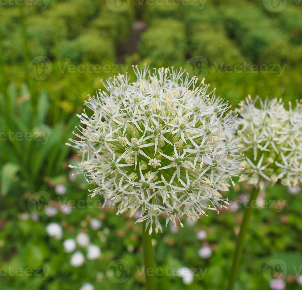 fleur de reine d'ivoire photo