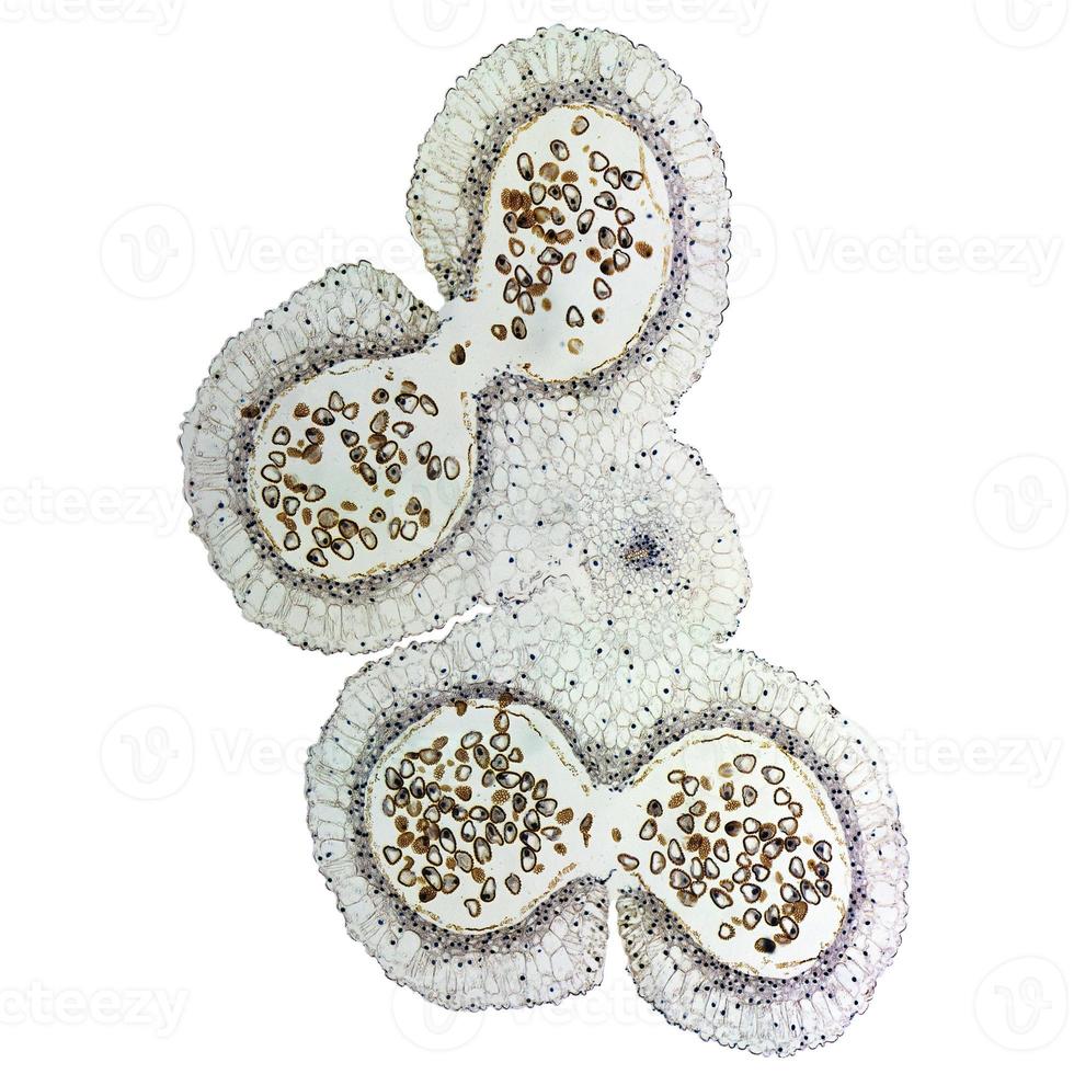 micrographie d'anthère de lys photo