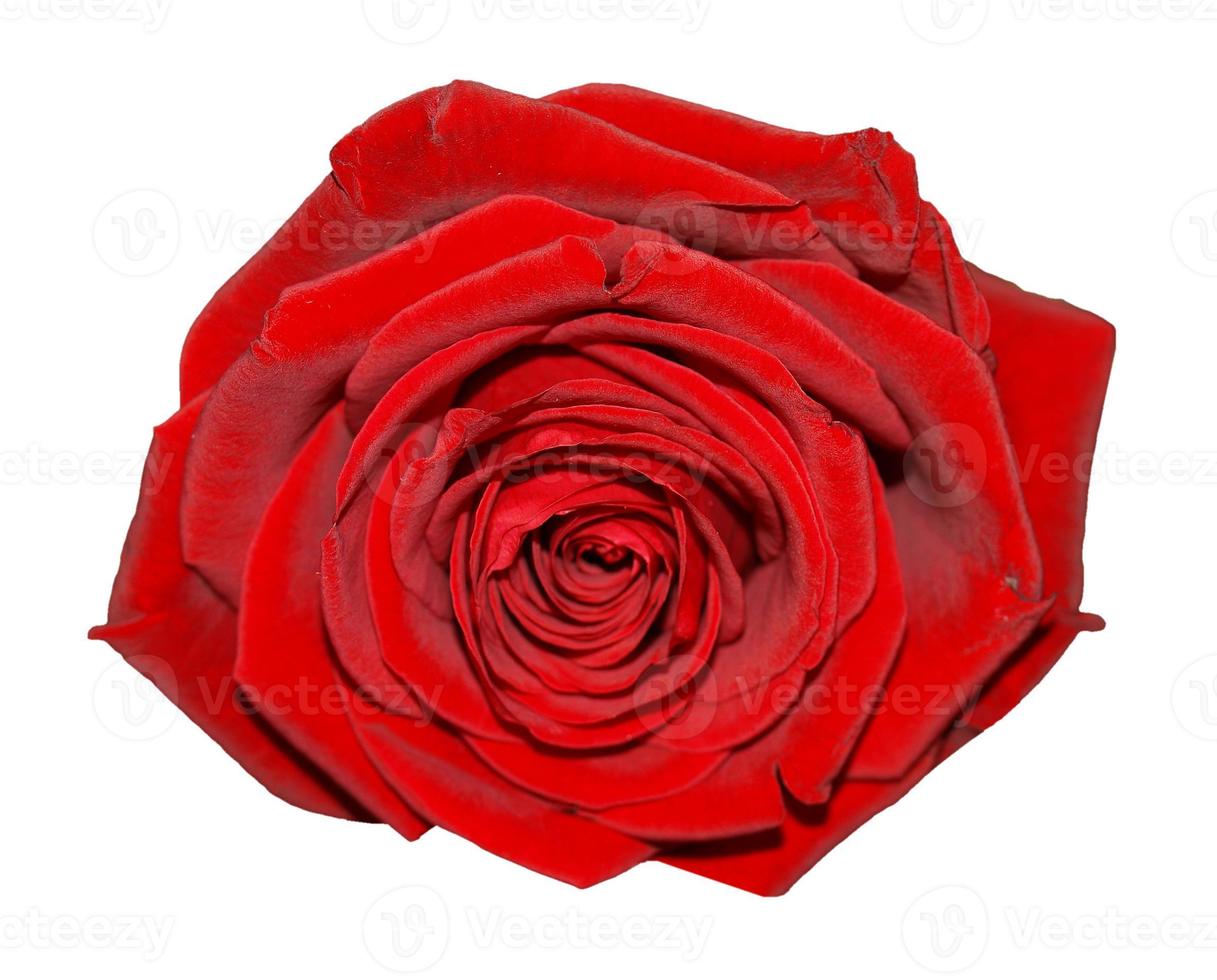 fleur rose rouge isolé sur blanc photo