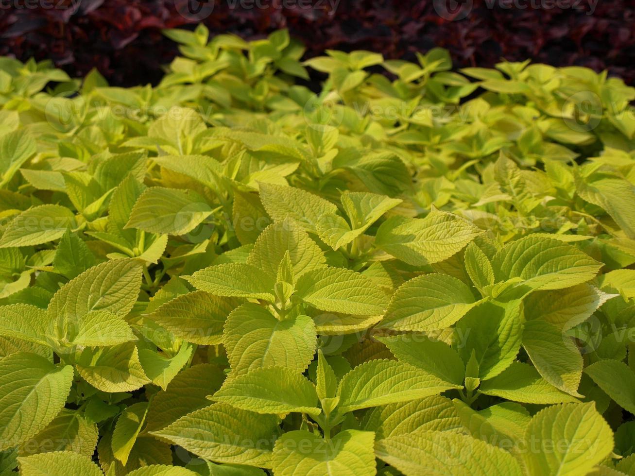 plante d'ortie coleus photo