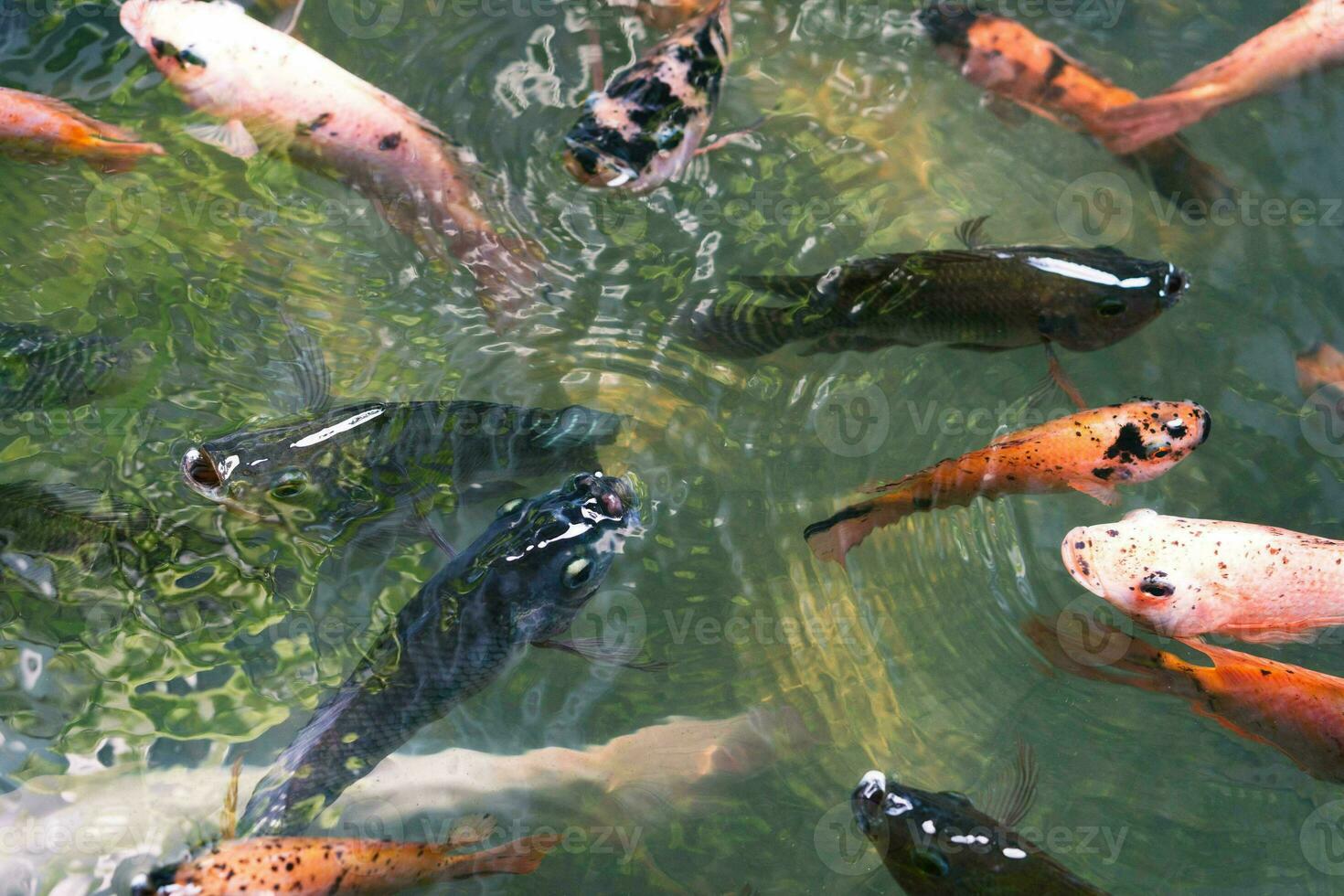 proche en haut de divers koi poisson nager dans une étang. beau, exotique, coloré, bokeh arrière-plans. photo