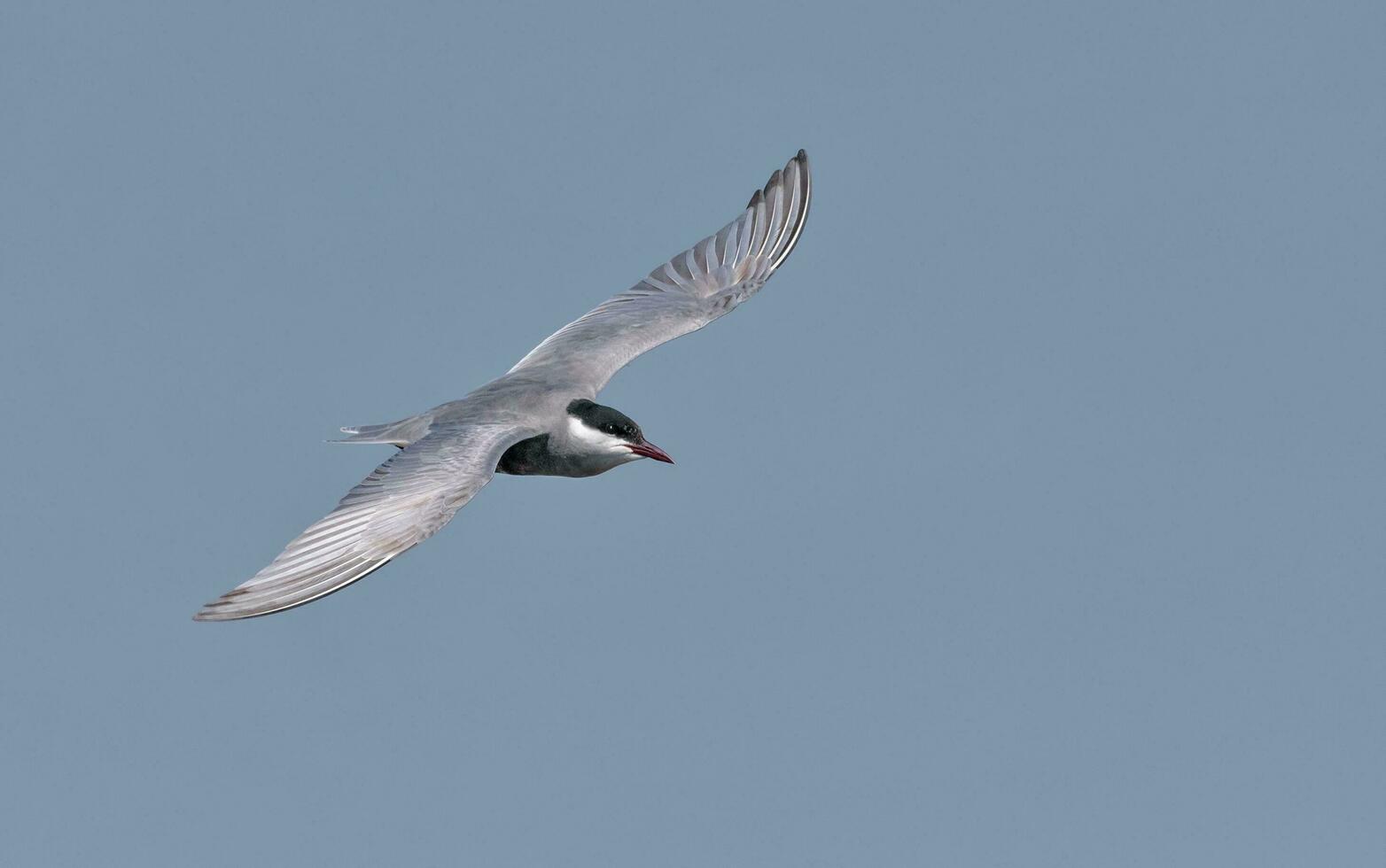 moustachu sterne - chlidonias hybrida - dans vol plus de bleu ciel dans chercher pour nourriture avec large étalé ailes de au dessus photo