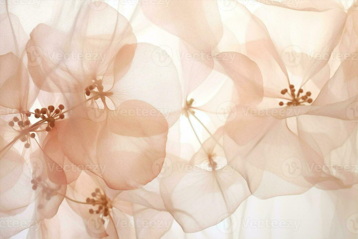 la nature texture ancien beauté mariage rose hortensia fleur fleur Floraison Contexte floral plante photo