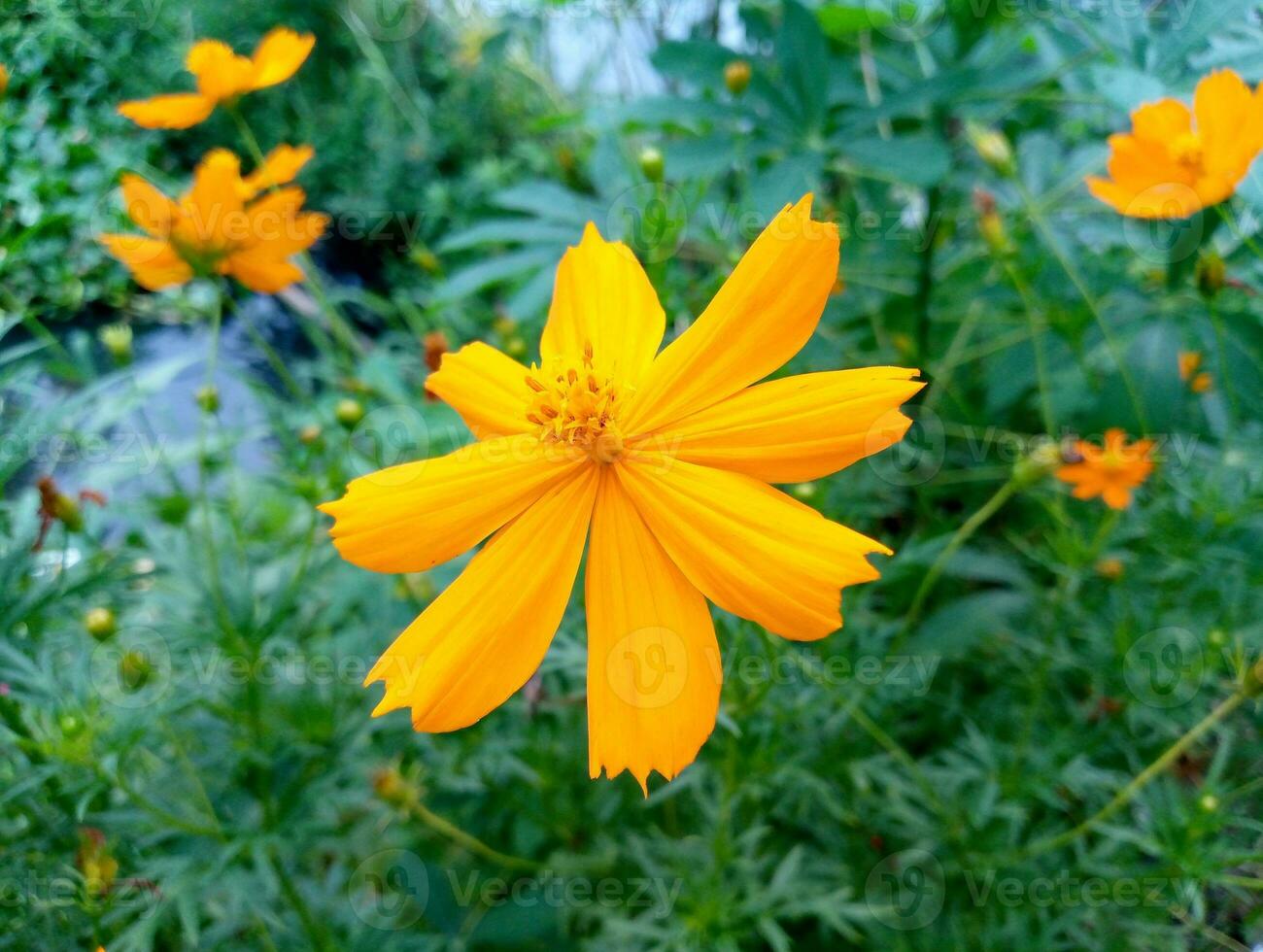 magnifique Jaune fleur Contexte image photo