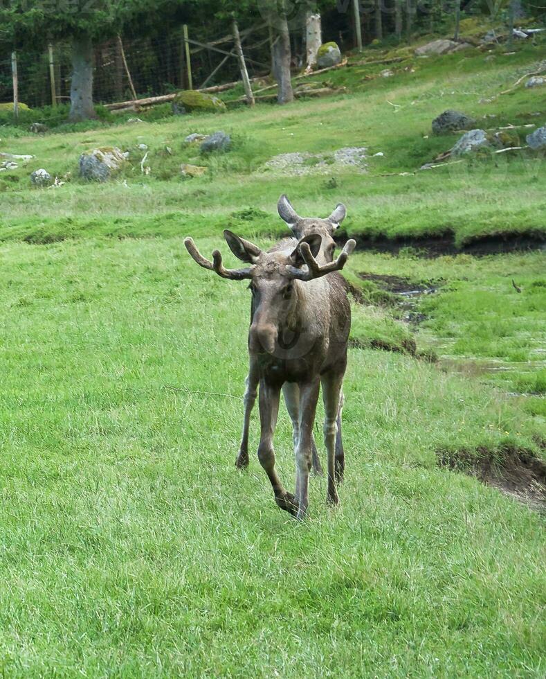 élan sur une vert Prairie dans Scandinavie. Roi de le les forêts dans Suède. photo