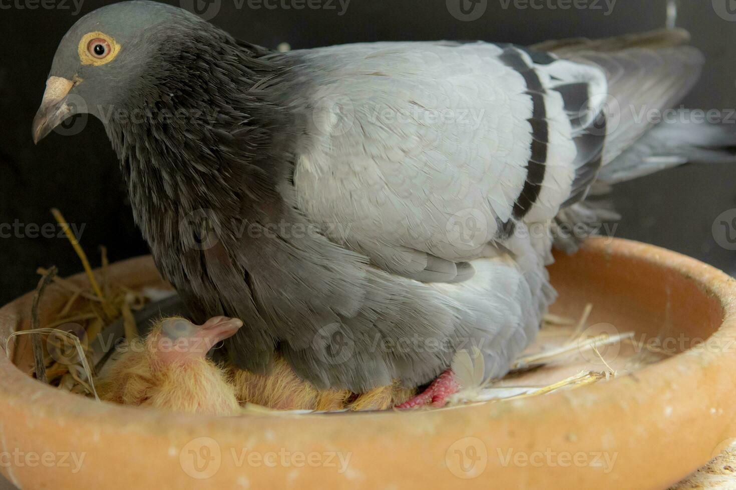 Nouveau née retour Pigeon dans oiseau nid pot photo