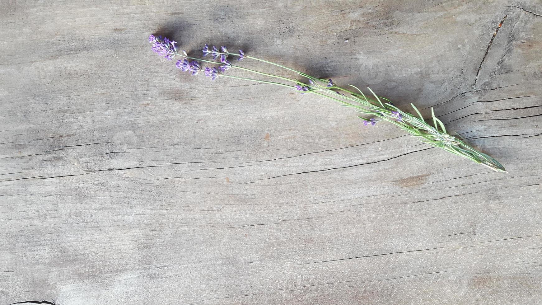 frasz pousses de fleur de lavande sur une vieille table en bois photo