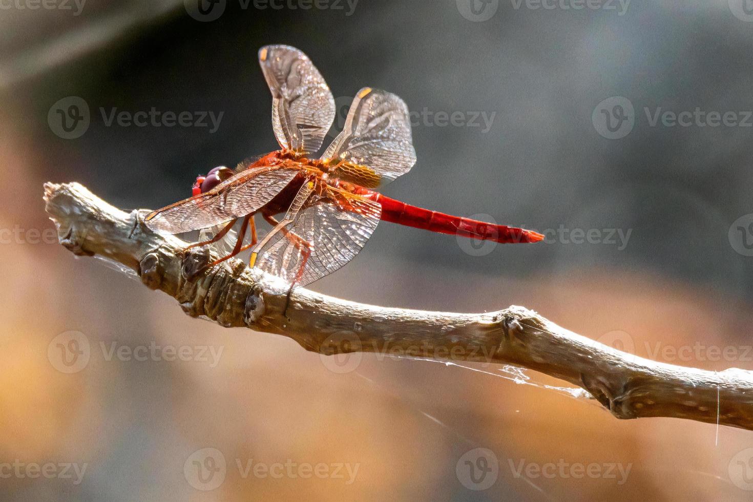libellule cardinale Venerossa perchée sur une branche photo