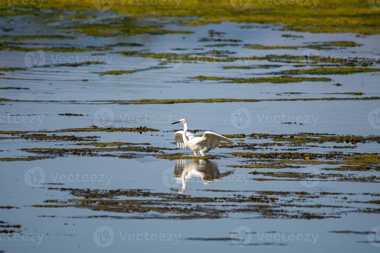 oiseau aigrette dans le lac à la recherche de proies photo