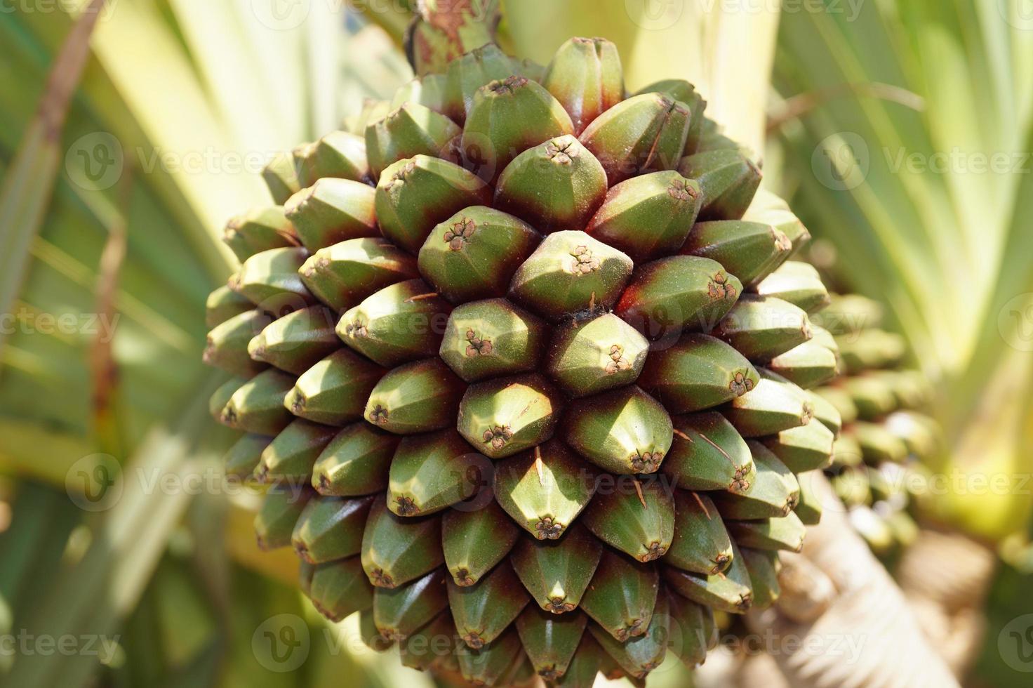 Pandanus utilis - palmier aux fruits photo