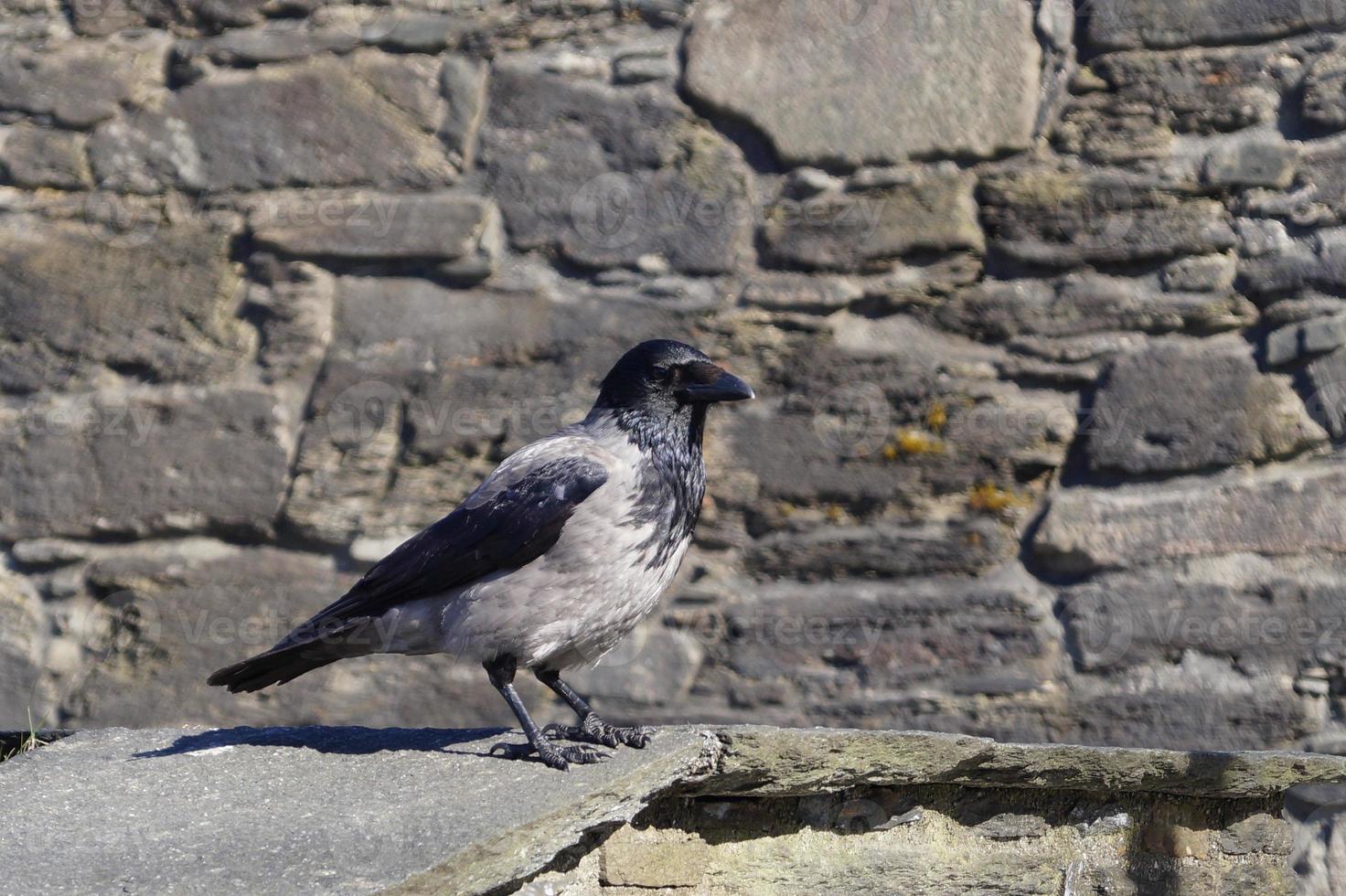 corbeau ou corbeau à fuerteventura - corvus corax photo