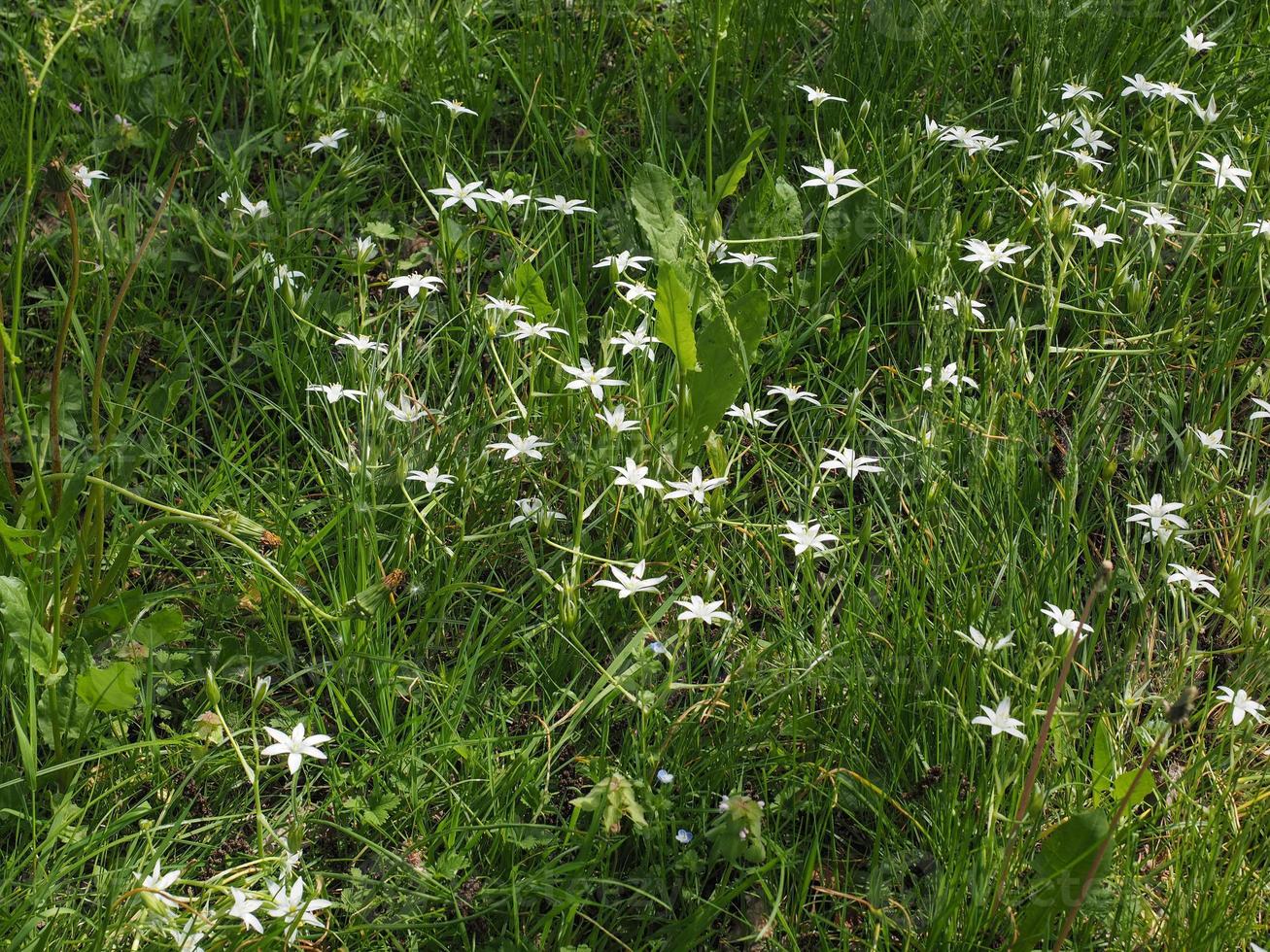 étoile blanche de fleurs de Bethléem photo