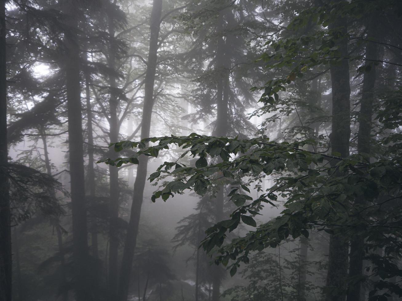 belle forêt de montagnes du caucase dans le brouillard. Russie photo