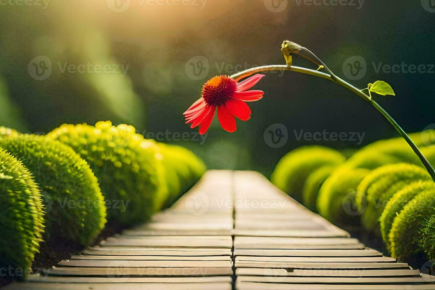 une rouge fleur est sur une en bois chemin. généré par ai photo
