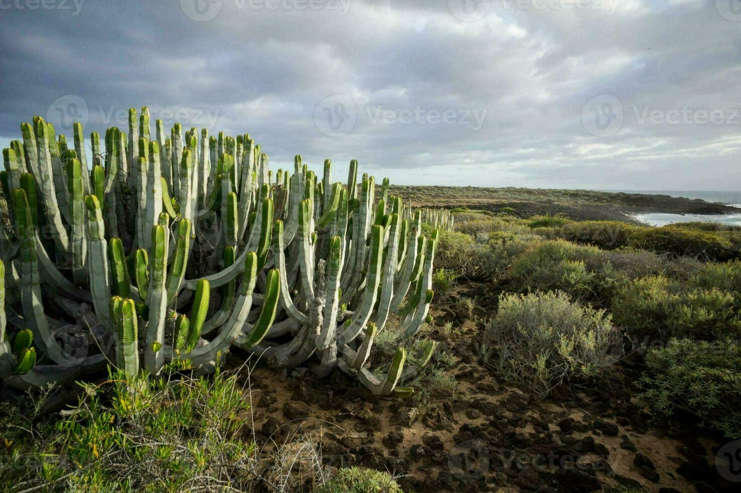 une touffe de cactus photo