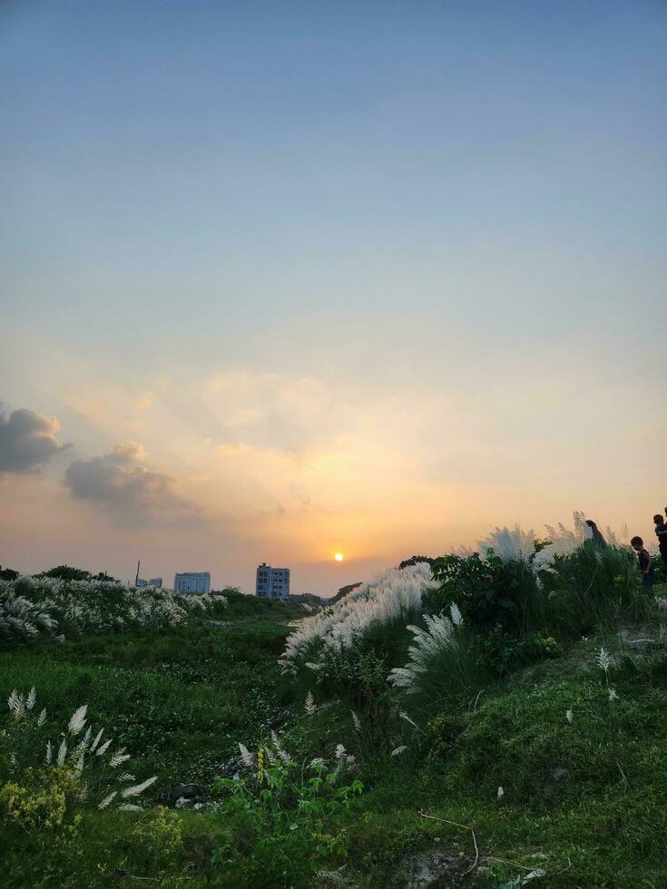 herbe fleur sur le coucher du soleil Contexte photo