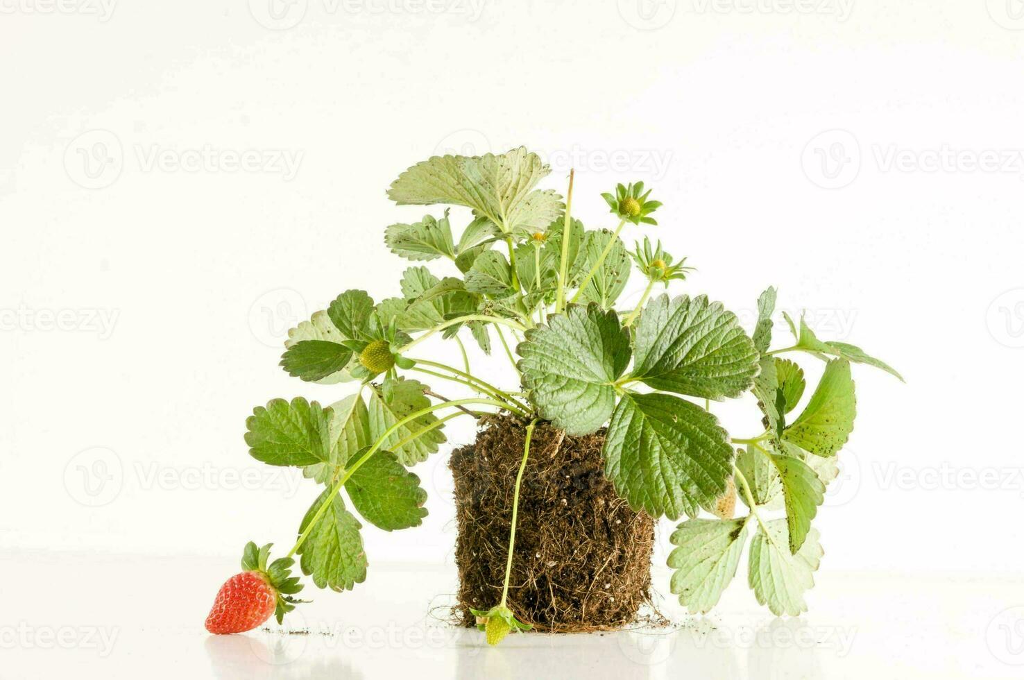 Contexte avec une fraise plante photo